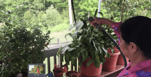 the Green Thumb-Screenshot