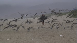 (faith) Herding_Birds